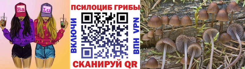 Галлюциногенные грибы Psilocybe  купить закладку  ОМГ ОМГ   Абакан 
